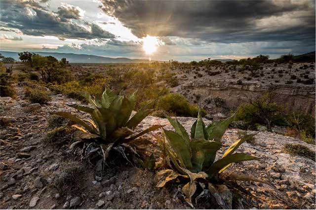 Producción de mezcal genera saqueo de magueyes en la Reserva de la Biosfera en Tehuacán