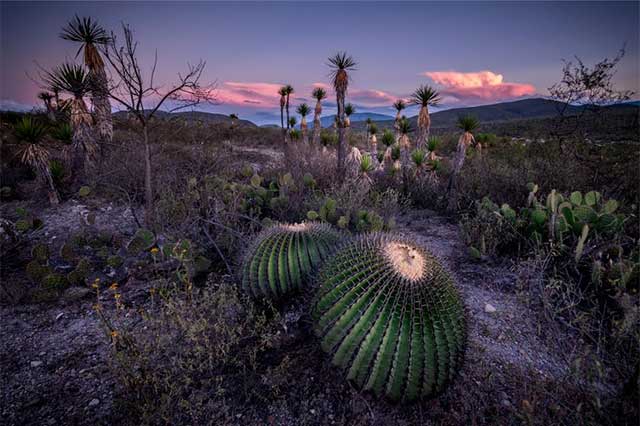 Huachicoleros extraen especies protegidas de la biósfera de Tehuacán