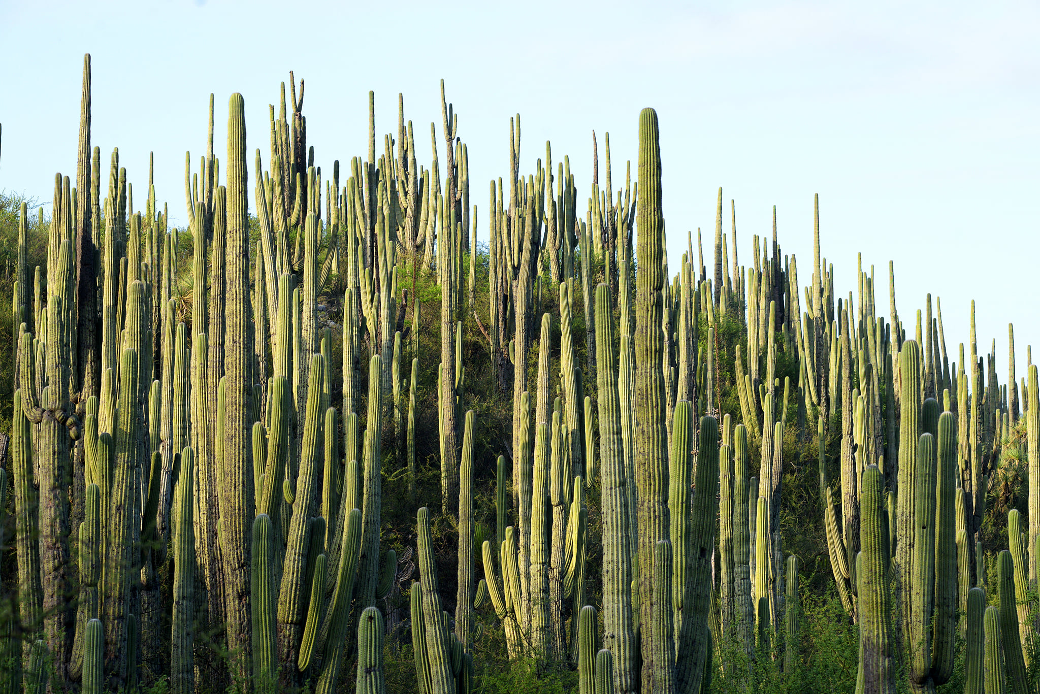 Reserva Tehuacán-Cuicatlán, amenazada por la explotación de recursos naturales 