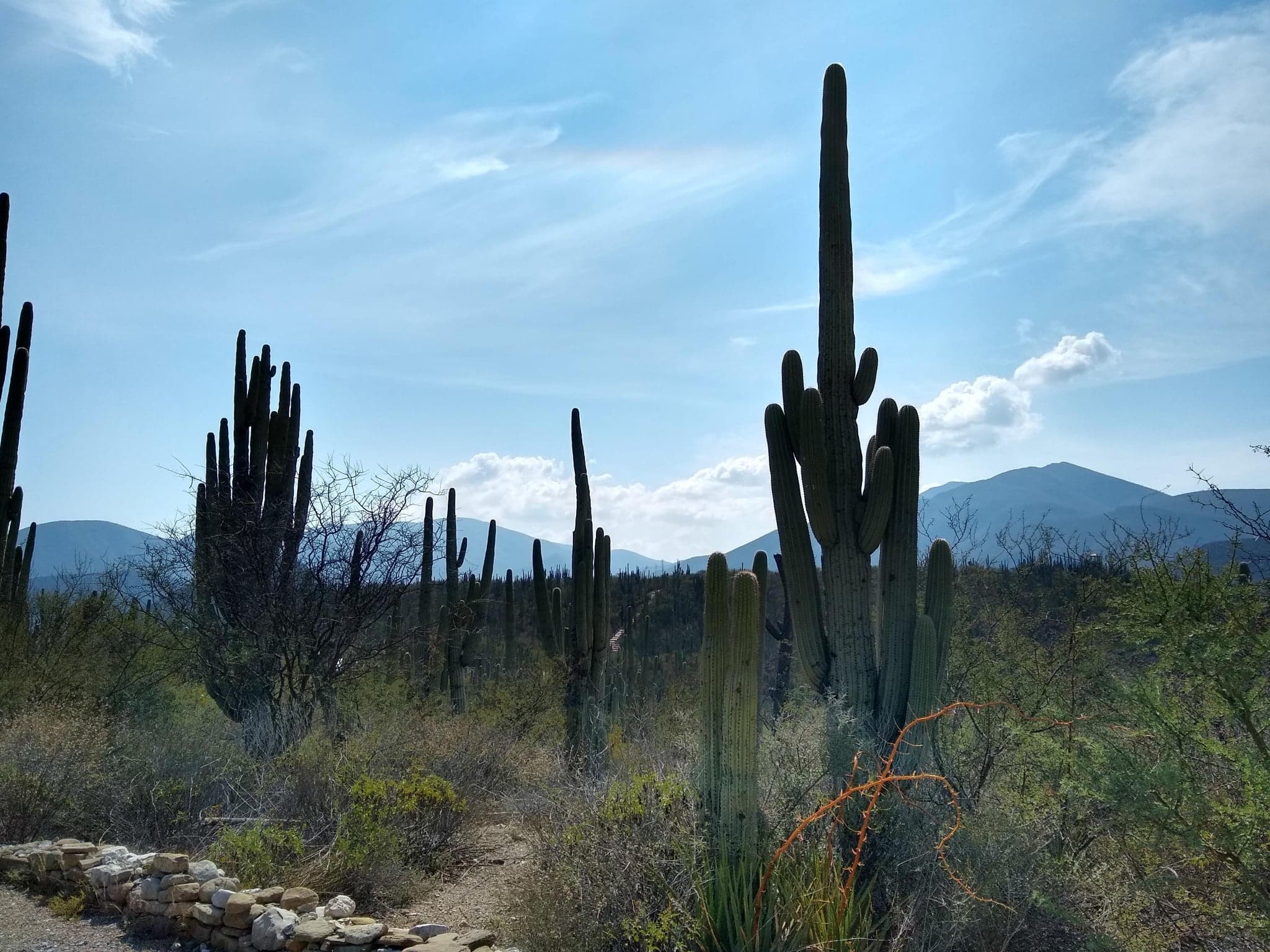Invitan a la expo artesanal Tehuacán y la Reserva de la Biósfera en Puebla
