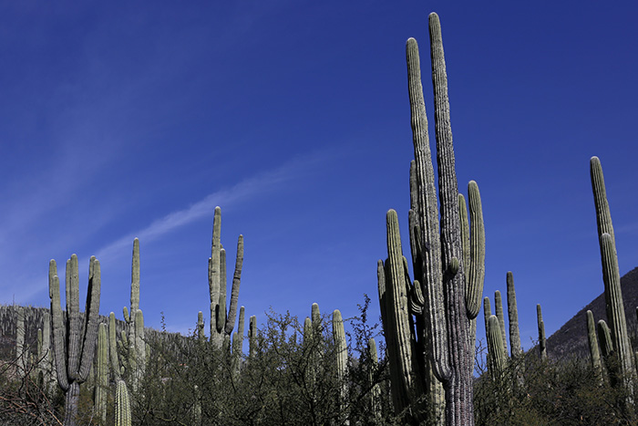 Intentan saquear  más de 100 plantas de la Reserva de la Biosfera