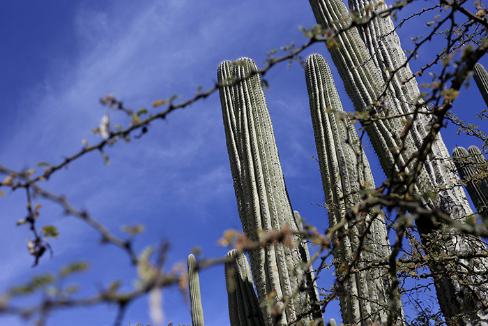 Detectan nueva plaga en la Biosfera Tehuacán-Cuicatlán