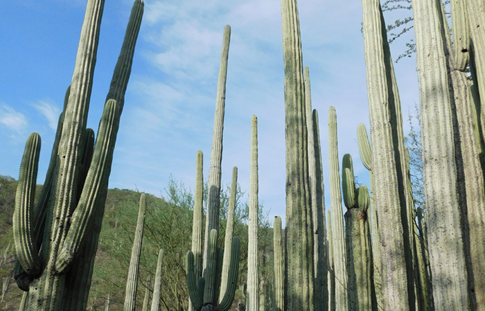 Reserva Tehuacán-Cuicatlán festejará aniversario de nombramiento de la Unesco