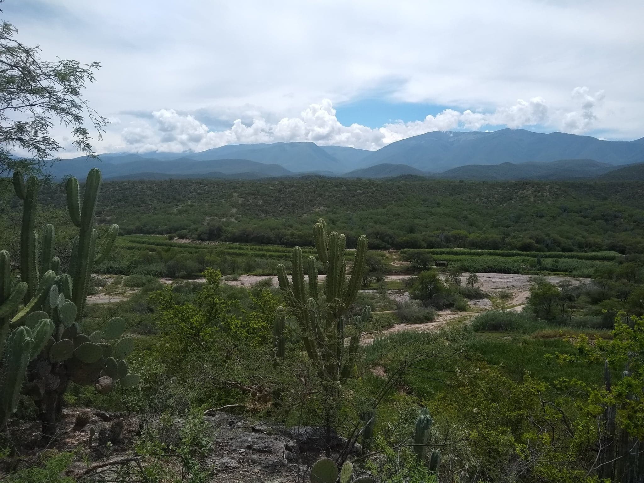 Hallan 500 especies de plantas milenarias en la Reserva Tehuacán-Cuicatlán