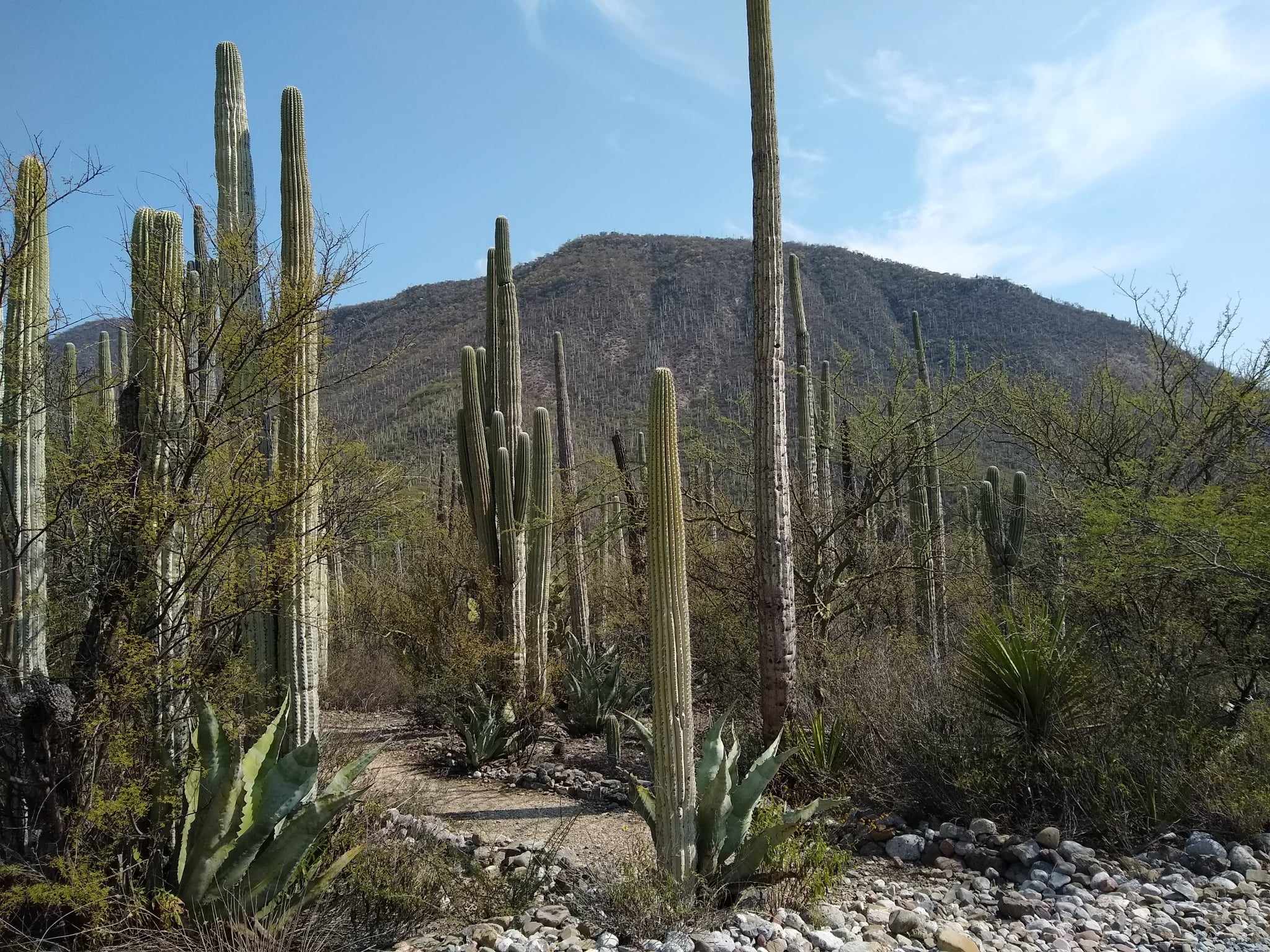 Semarnat rechaza por segunda ocasión proyecto residencial en la Reserva Tehuacán-Cuicatlán