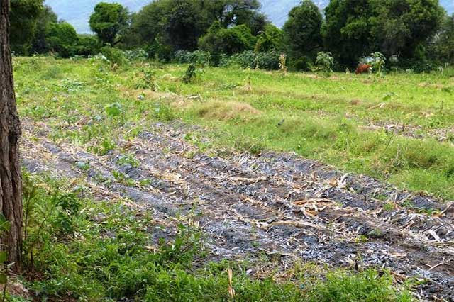 Detectan que aguas residuales contaminan hortalizas de Tehuacán