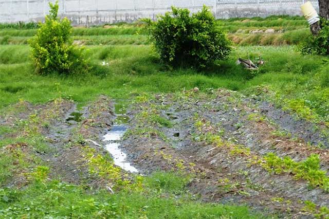 Detectan que aguas residuales contaminan hortalizas de Tehuacán