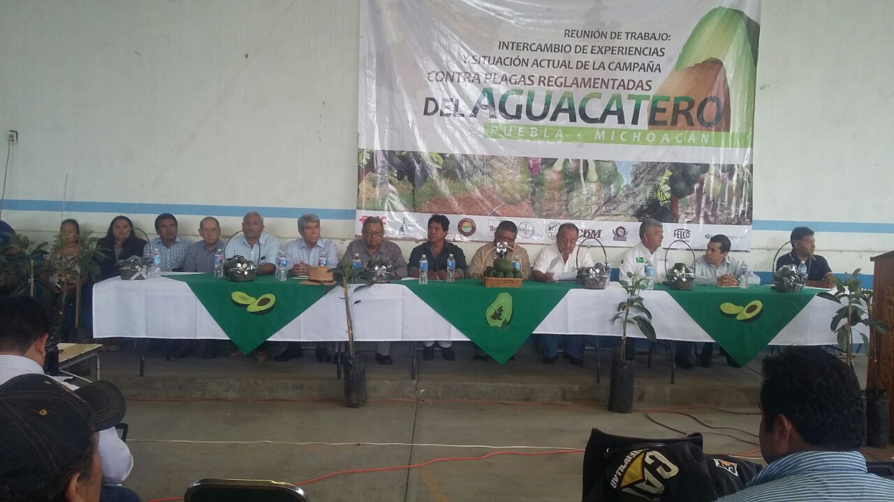 Afecta plaga 250 hectáreas de cultivo de aguacate en Atlixco