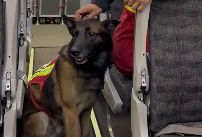 Ha muerto Rex; perrito rescatista que ayudo tras el sismo del 2017 