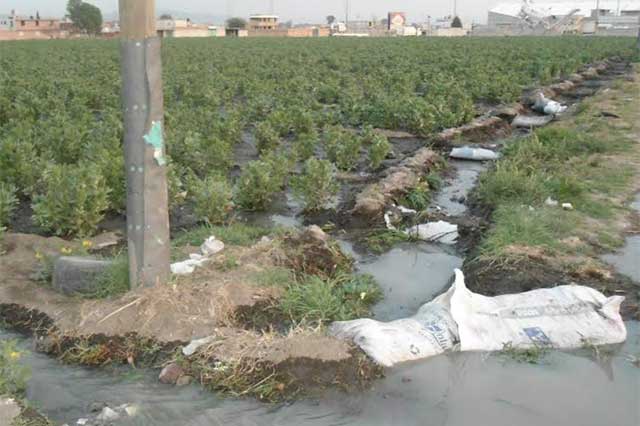 Riegan con aguas negras hortalizas al oriente de Texmelucan