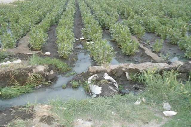 Riegan con aguas negras hortalizas al oriente de Texmelucan