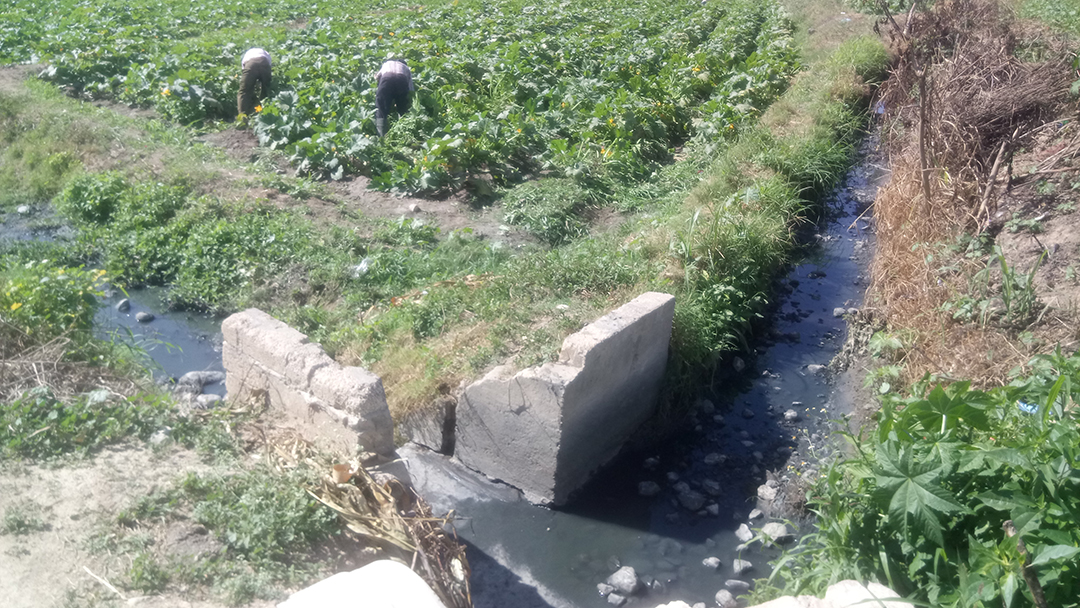 Detecta Oosapat uso de aguas negras para terrenos de cultivo