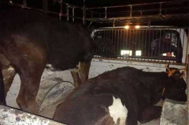 Exigen a la FGE castigo a ladrones de ganado en Huauchinango