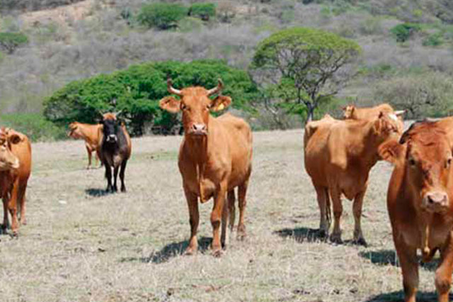 Denuncian robo de 2 mil cabezas de ganado en la Sierra Norte de Puebla
