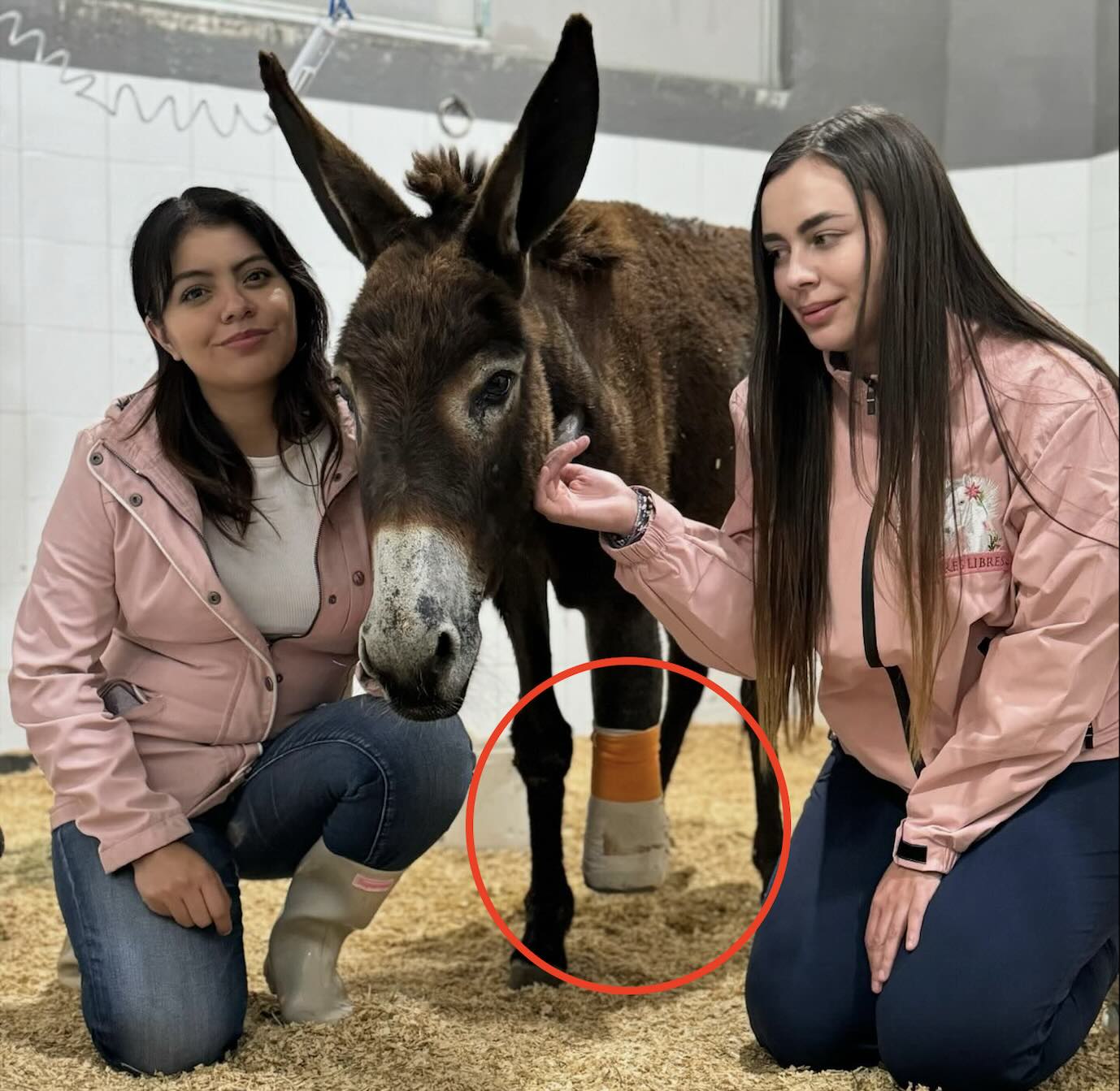 Roció gasolina a una burrita; animalistas exigen castigo para agresor