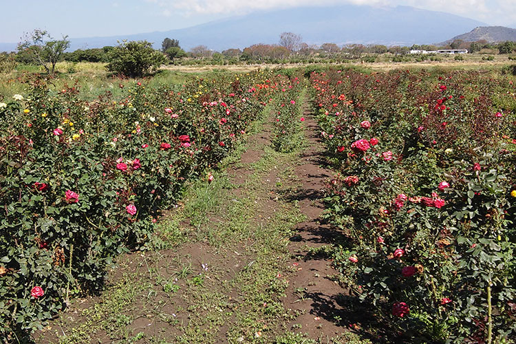 Intensa lluvia no afectó producción de rosas en Atlixco
