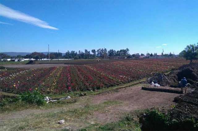 Ocupa Atlixco primer lugar estatal en producción de rosas