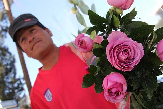 Alistan 120 hectáreas de rosa en Atlixco para venta por 14 de febrero
