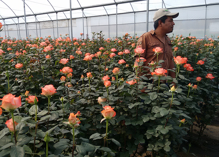 Covid-19 genera pérdidas a floricultores de Teotlalcingo, en El Verde