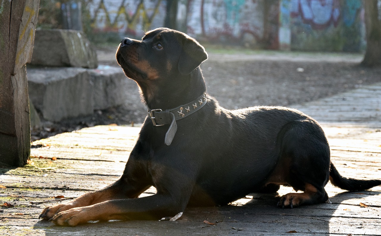 SORPRENDENTE Perro dispara a su dueño por la espalda