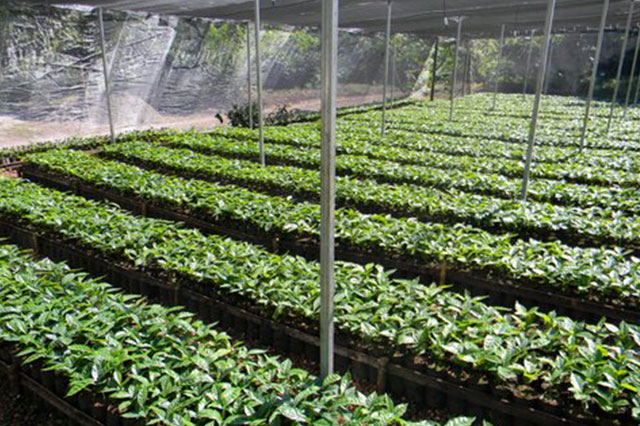 Roya del café daña más de 7 mil hectáreas de cultivo en Puebla