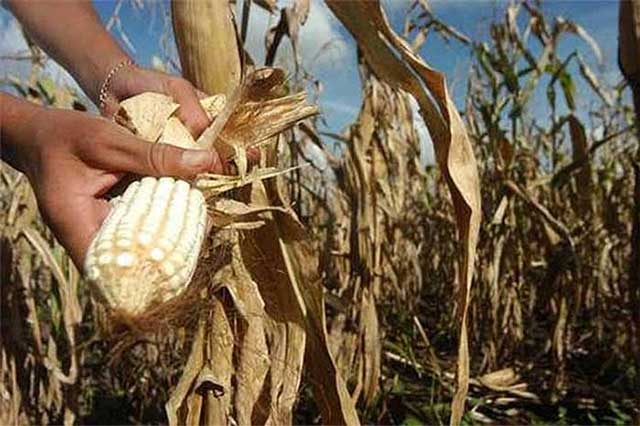 Clima atípico no ha dañado cultivos poblanos: SAGARPA