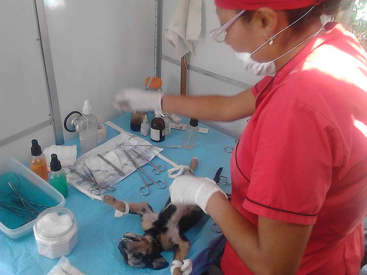 Realizan 5 mil esterilizaciones caninas y felinas en Texmelucan