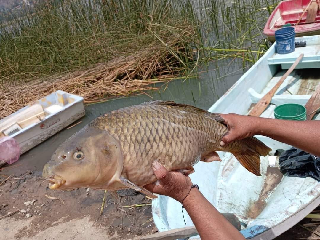 Estas son las causas de la muerte de peces de la laguna de San Bernardino según CESAPUE