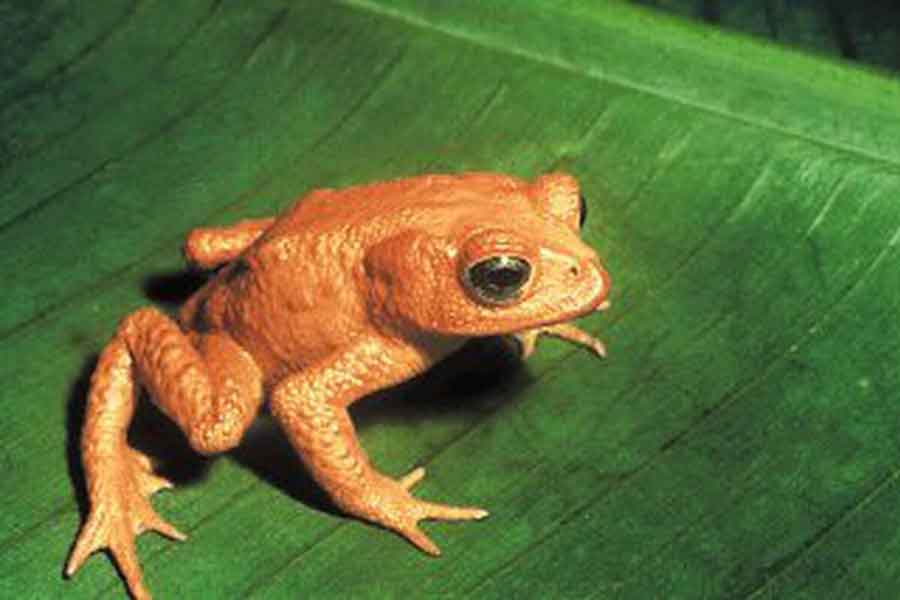 Con cambio climático ya hay extinción de especies; afecta más a Latinoamérica: WWF
