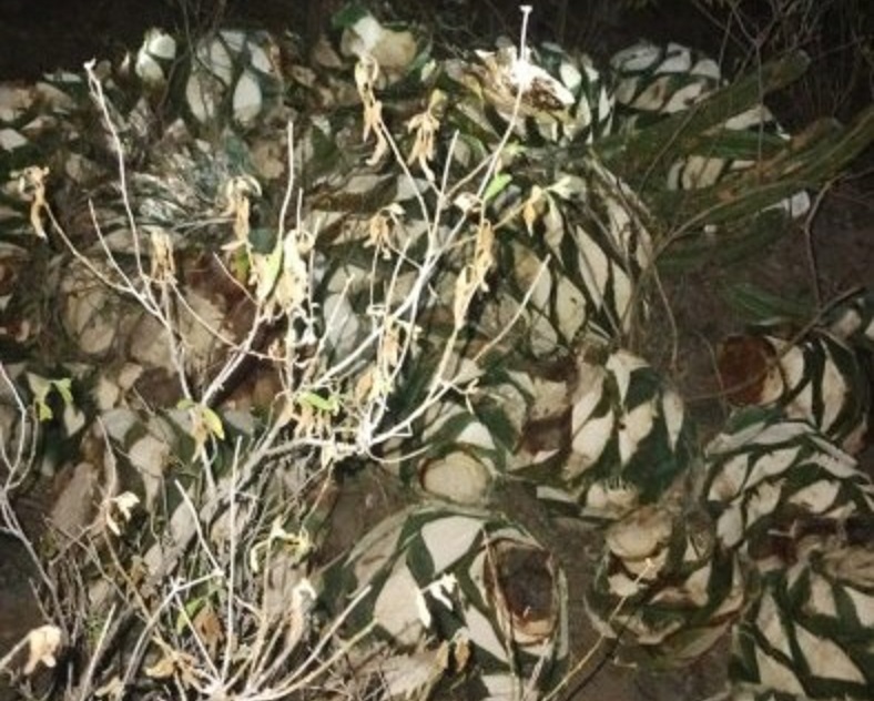 Continúan saqueo de agave en Zapotitlán Salinas, decomisan más de 50 piñas 