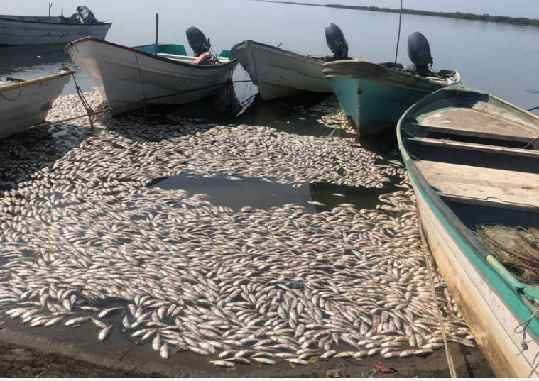 Aparecen miles de sardinas muertas en costas de Sinaloa