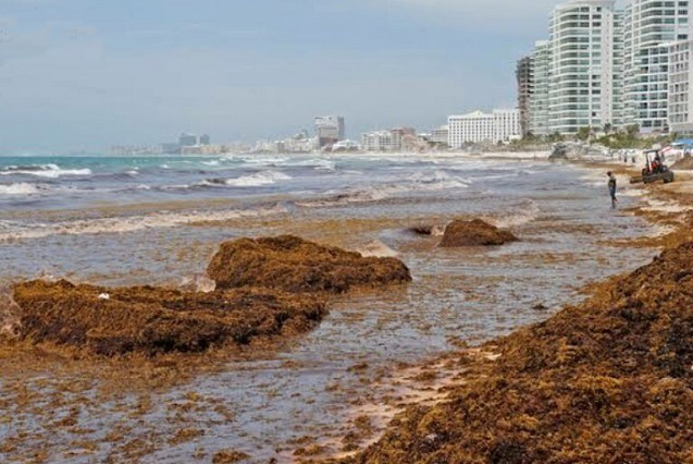 Eliminan lluvias y vientos sargazo en Quintana Roo