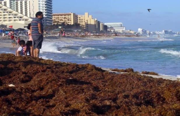 Advierten llegada de toneladas de sargazo a playas del caribe mexicano