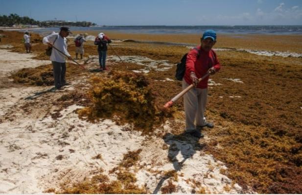 Sargazo aleja a turistas de playas de Quintana Roo