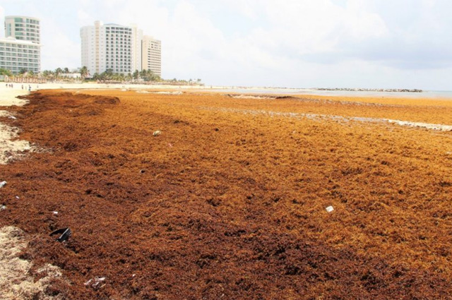 Playas del Caribe mexicano empiezan a recibir sargazo 