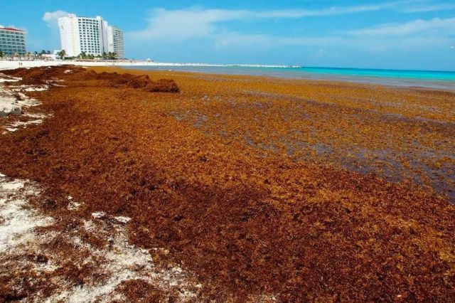 Playas del Caribe mexicano enfrentan su peor temporada de sargazo