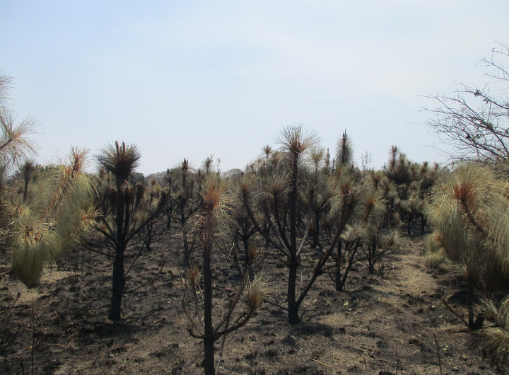 Reforestan 25 hectáreas consumidas por incendio en faldas del Popocatépetl