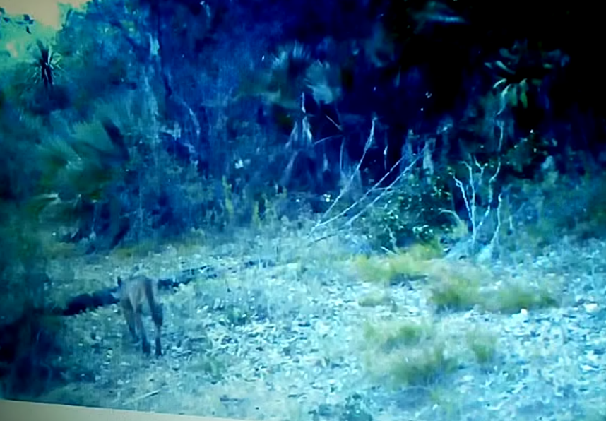 Confirman existencia de pumas, zorros y venados en Tepanco