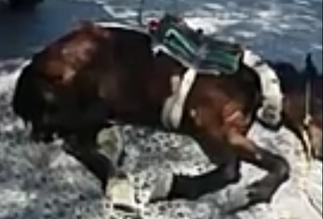 Texmelucan sancionará a hombre que maltrató un caballo