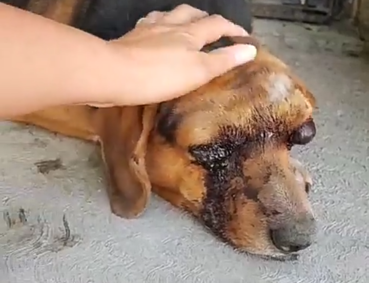 Ya murió el perrito al que sacaron los ojos en Tehuacán