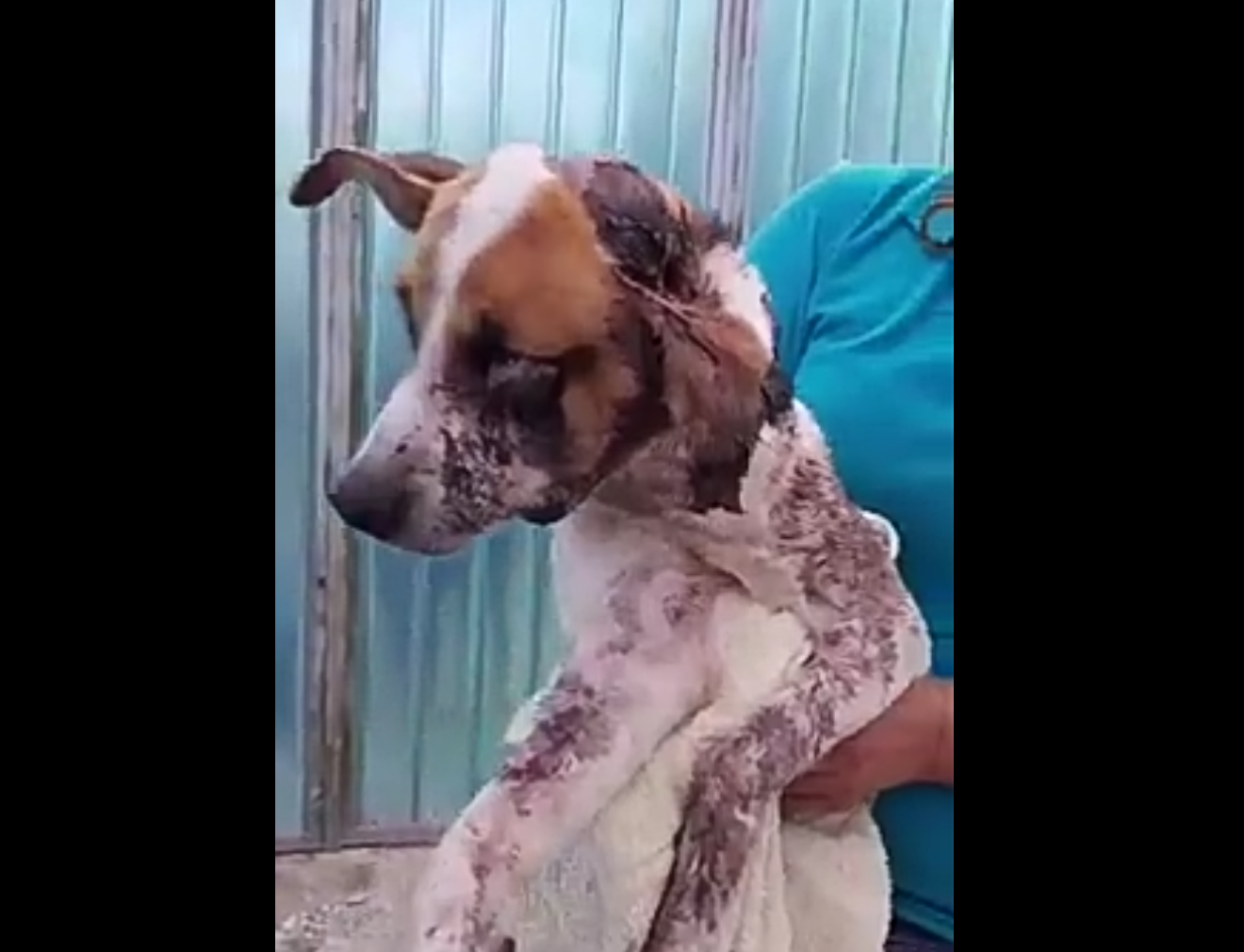 Rescatan a perrita que le cercenaron una pata en Tehuacán