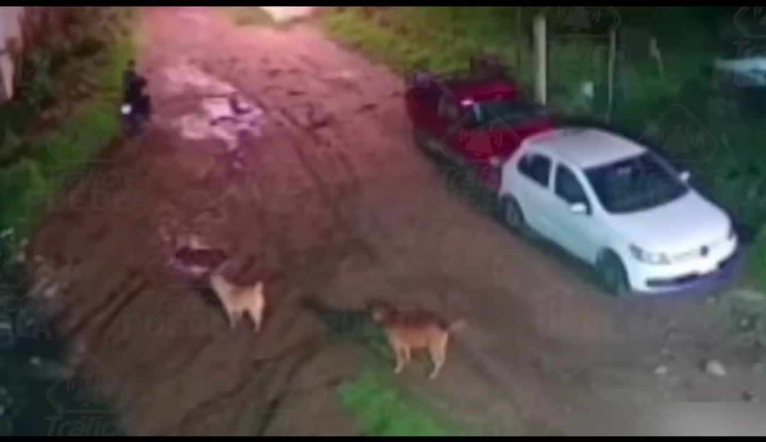 Sujeto en moto dispara contra perritos en San Jerónimo Caleras