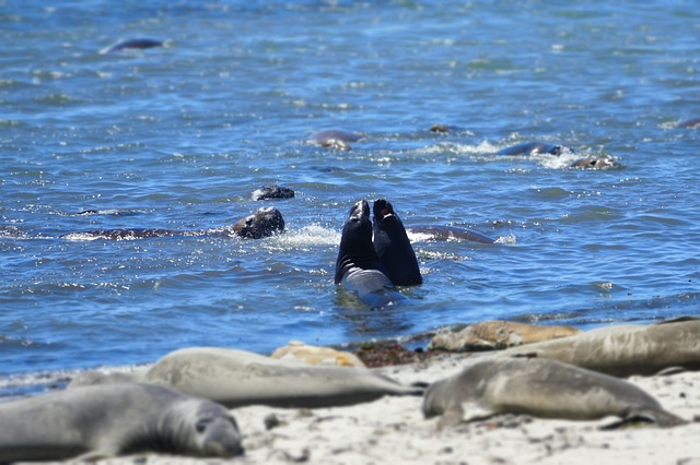 Elefante marino de la Patagonia aparece en Chiapas