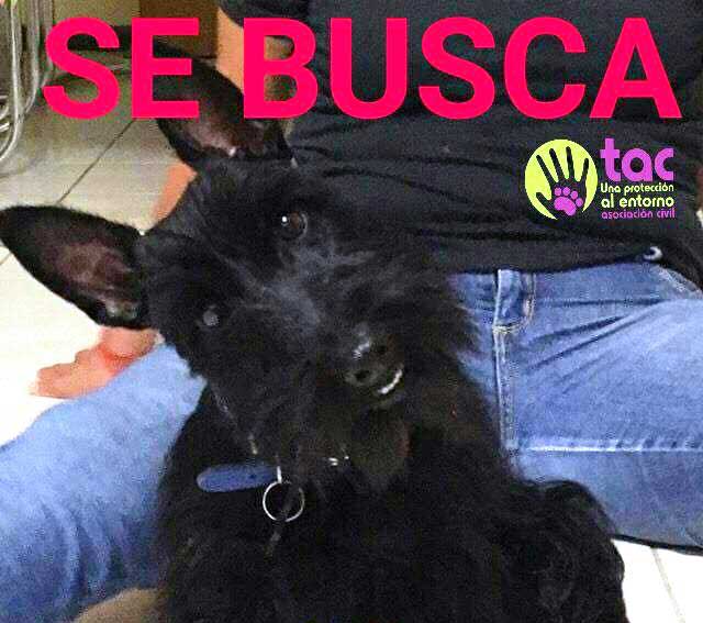 Piden hasta 10 mil pesos por secuestro de mascotas en Tehuacán