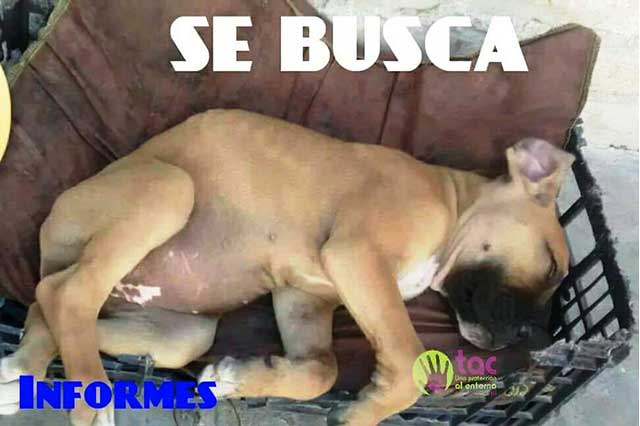 Piden hasta 10 mil pesos por secuestro de mascotas en Tehuacán