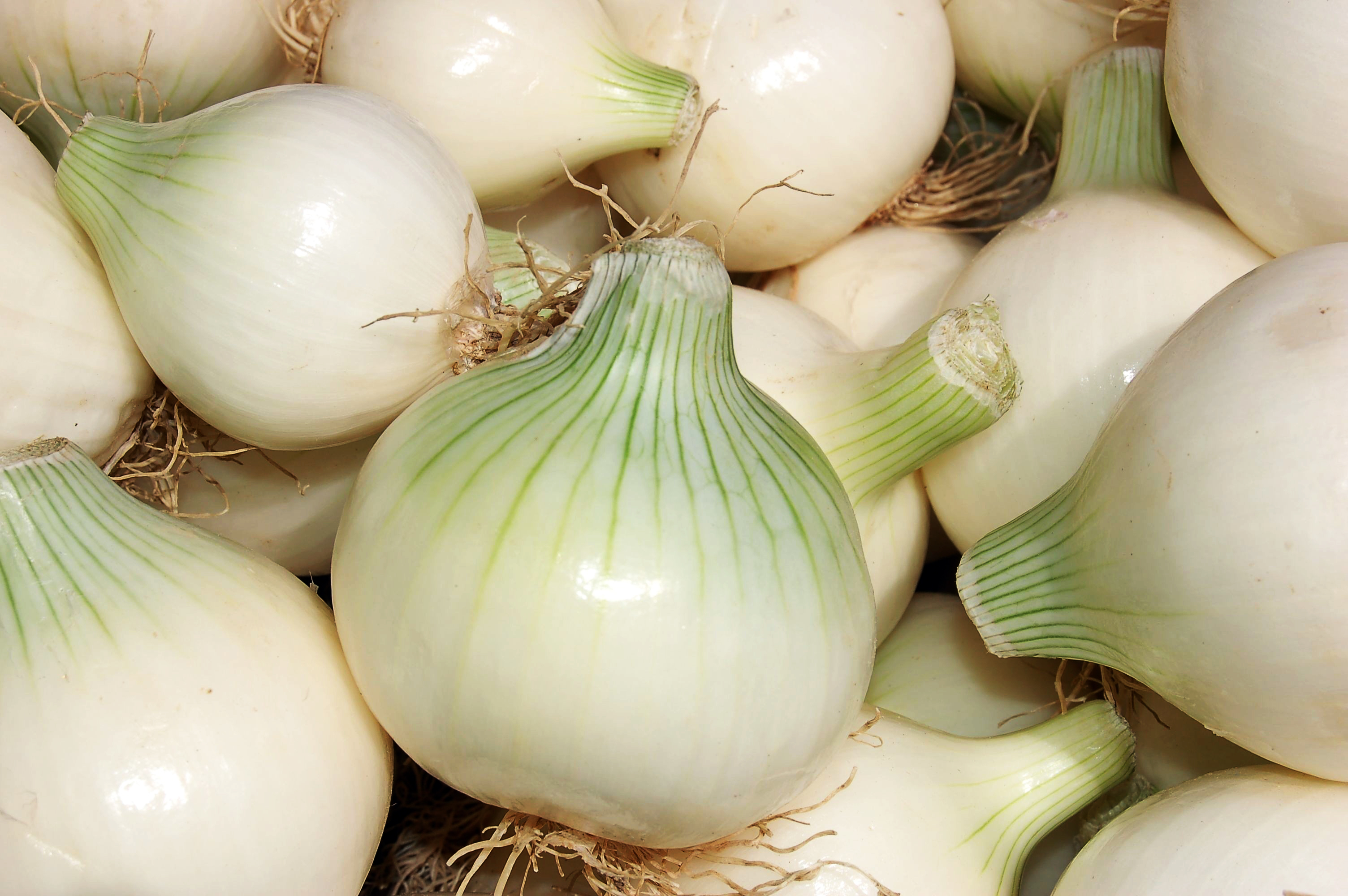 Productores de cebolla en Izúcar prefieren regalarlas ante la baja en el precio