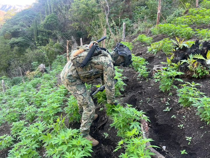 Elementos de la Marina destruyen 15 plantíos de marihuana en Nayarit