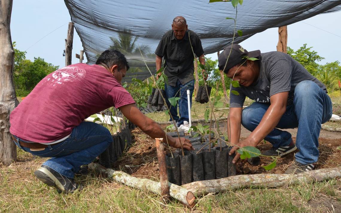 Puebla, décimo estado con más productores beneficiados en Sembrando Vida