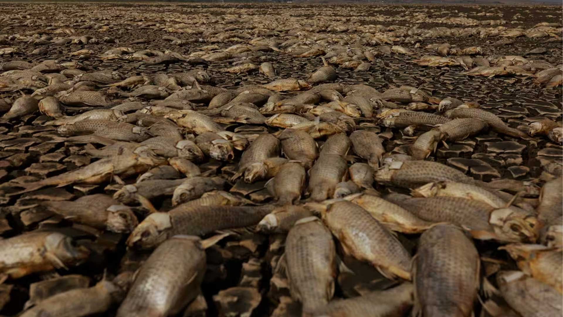 Sequía mata a miles de peces en Chihuahua