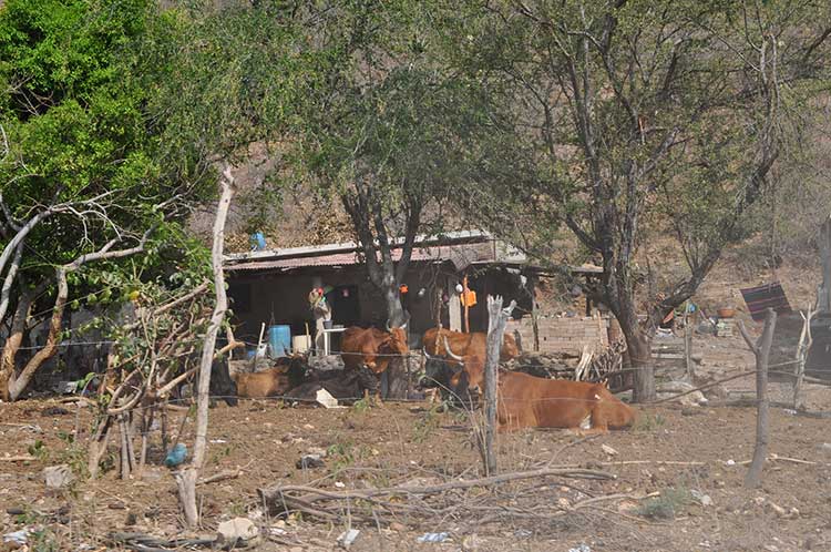 Temporada de sequía golpea a municipios de la Mixteca